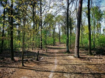 Trees in forest during autumn