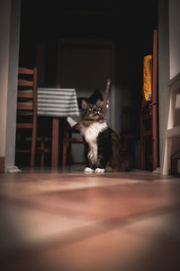 Cat sitting on floor at home