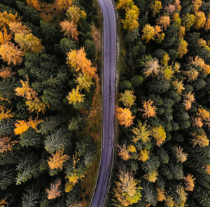 High angle view of road amidst trees