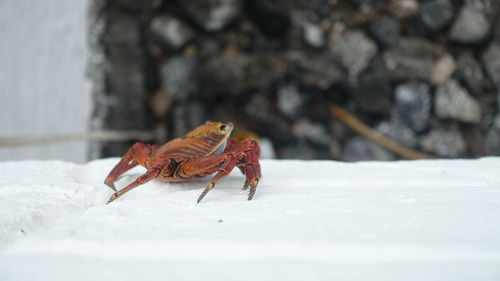 Close-up of insect