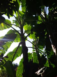 Low angle view of tree