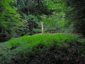 Trees in forest