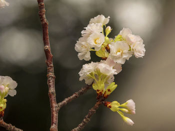 Close-up of white cherry blossoms in spring