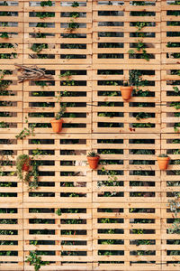 Full frame shot of potted plant on wooden wall