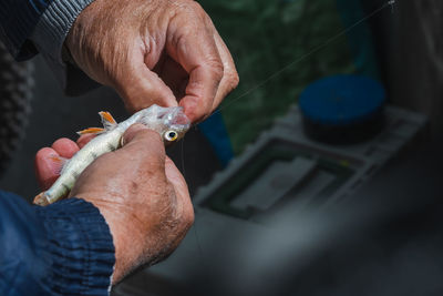 Hands removing the hook from a fish. fisherman fishing perch. common perch. 