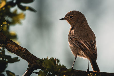 Close-up of bird perching on tree