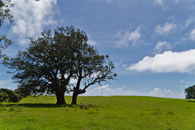 Tree on field against sky