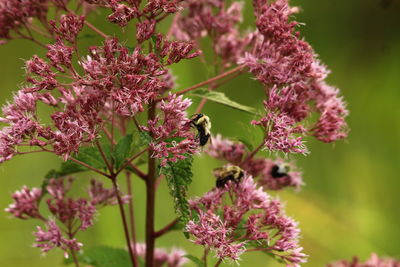 Close-up of bee pollinating on pink flower