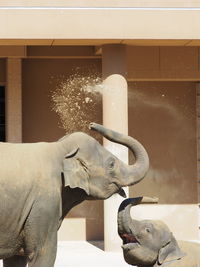 Elephants spraying mud against building