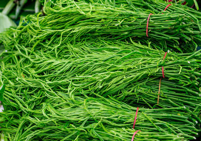 Close-up of vegetables for sale in market