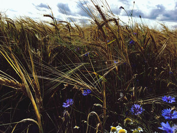 Close-up of stalks in field against sky