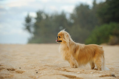 Dog on sand