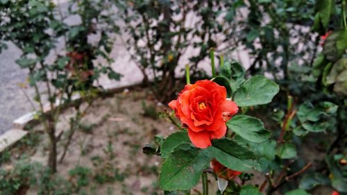 Close-up of red rose blooming outdoors