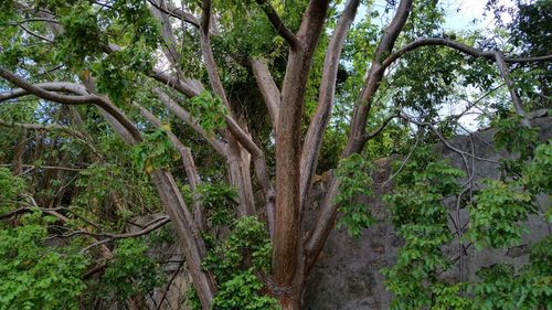 Trees growing in forest