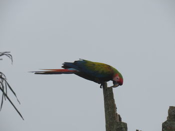 Bird perching on wooden post against clear sky