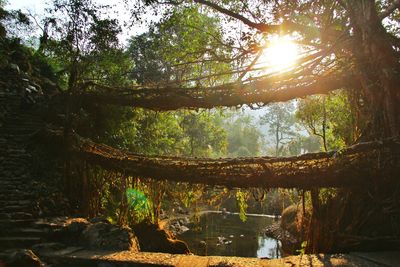 Scenic view of lake in forest