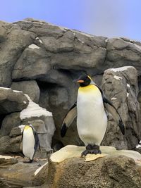 High angle view of bird perching on rock