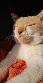 Close-up of cat resting