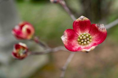 Close-up of red flowering plant