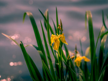 Close-up of yellow flowering plant, waterlily 