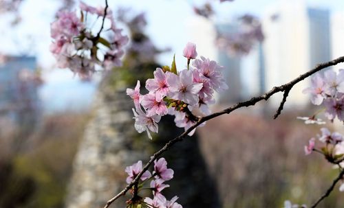 Close-up of pink cherry blossom