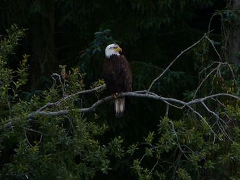 Bald eagle perching on branch in forest
