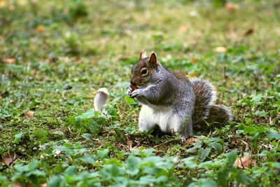 Squirrel sitting on grass