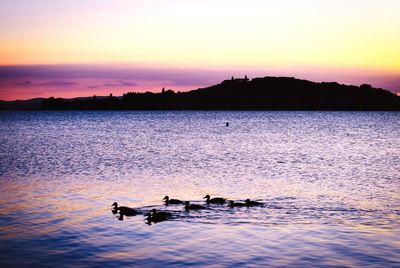 Silhouette ducks swimming on lake against sky during sunset