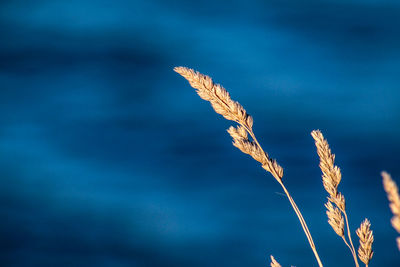 Close-up of stalks against blue sky