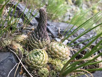 Close-up of pine cones on field