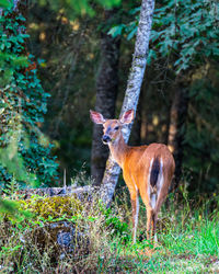 Deer standing in a forest