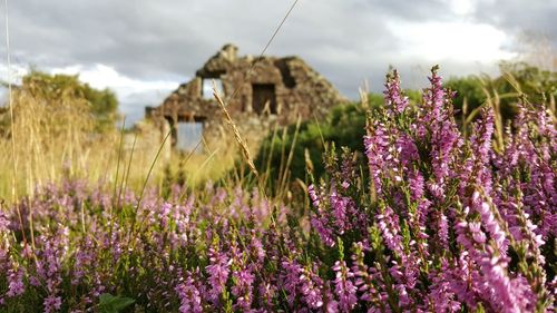 Purple flowers growing in field against cloudy sky