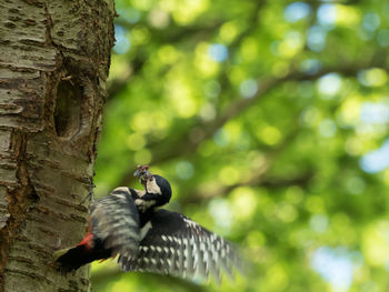 Close-up of bird perching on tree