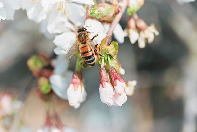 Close-up of bee on flower
