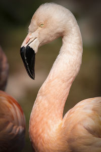 Close-up of flamingo