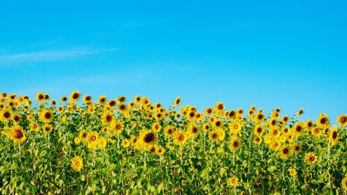 Yellow flowering plants on field against blue sky