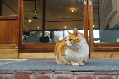Close-up of ginger cat sitting