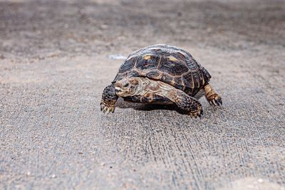 Close-up of a tortoise on sand