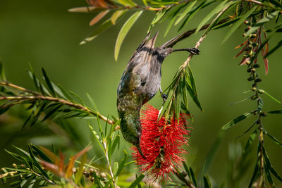 Close-up of a bird perching on branch