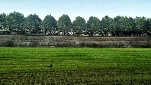 Trees on grassy field