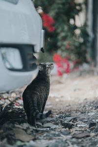 Cat looking away in car