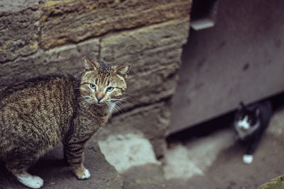 Close-up of cat