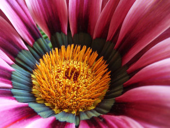 Full frame shot of pink flower