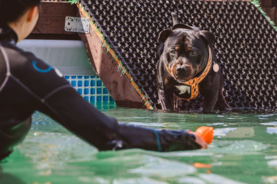 Portrait of dog by swimming pool