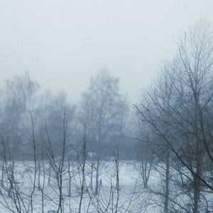 Bare trees on snow covered landscape