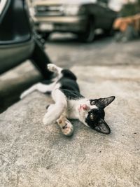 Cat lying down on car