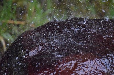 Close-up of horse in water