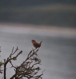 Bird perching on tree against sky