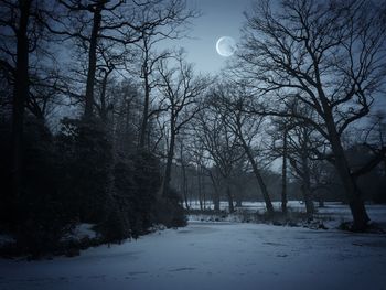 Bare trees on landscape