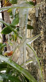 Close-up of lizard on plant